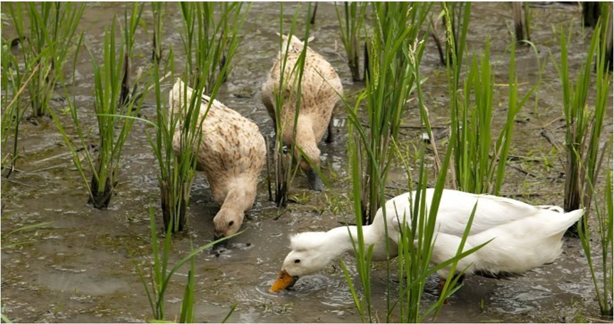 Floating Rice Fields, the quest for solutions to combat drought floods ...